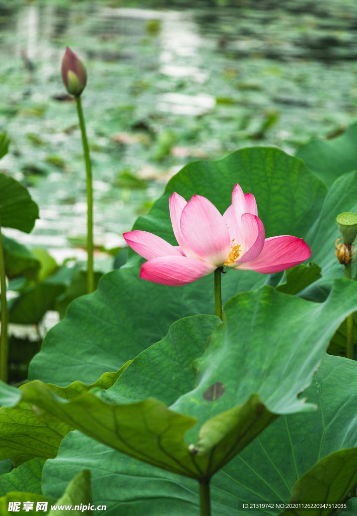 池塘里的荷花特写