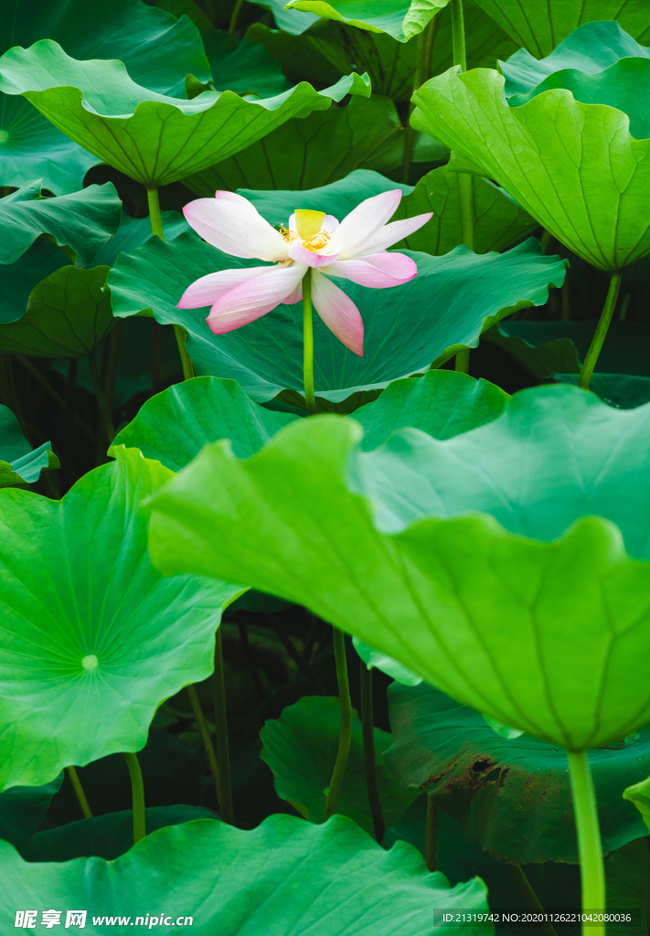 池塘里的荷花高清素材