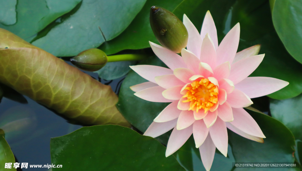 莲花高清特写