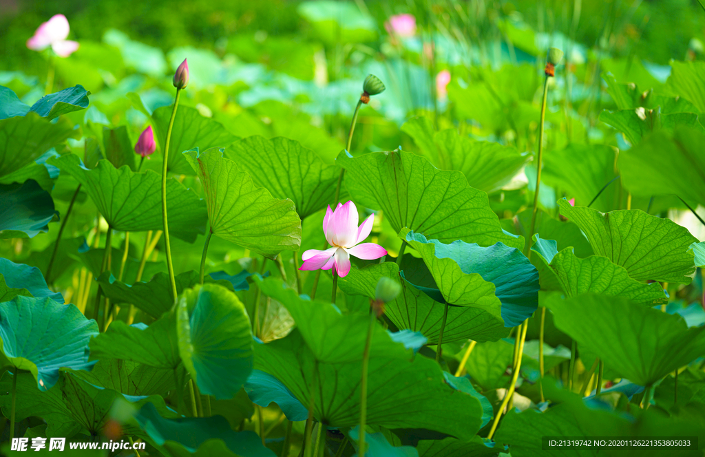 莲花池拍摄素材