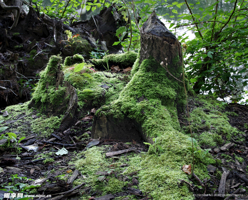 苔藓
