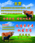 牛羊名片