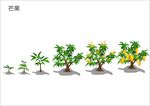 芒果生长周期矢量图