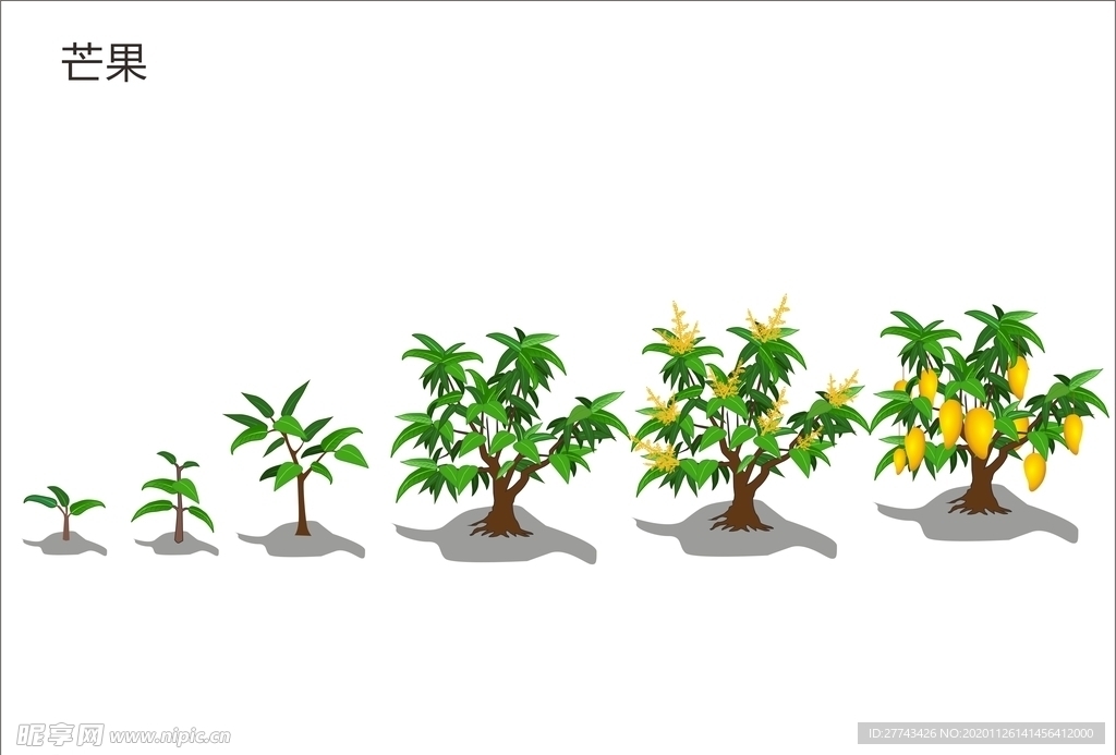 芒果生长周期矢量图