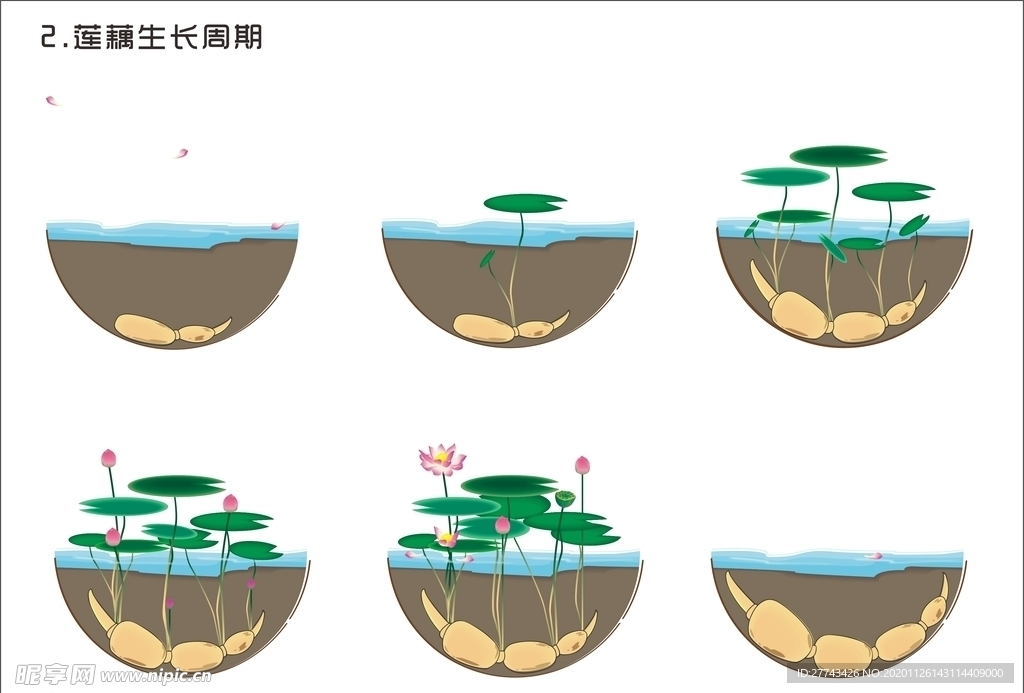 莲藕生长周期矢量图