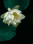 插画素材