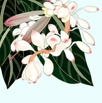 插画素材