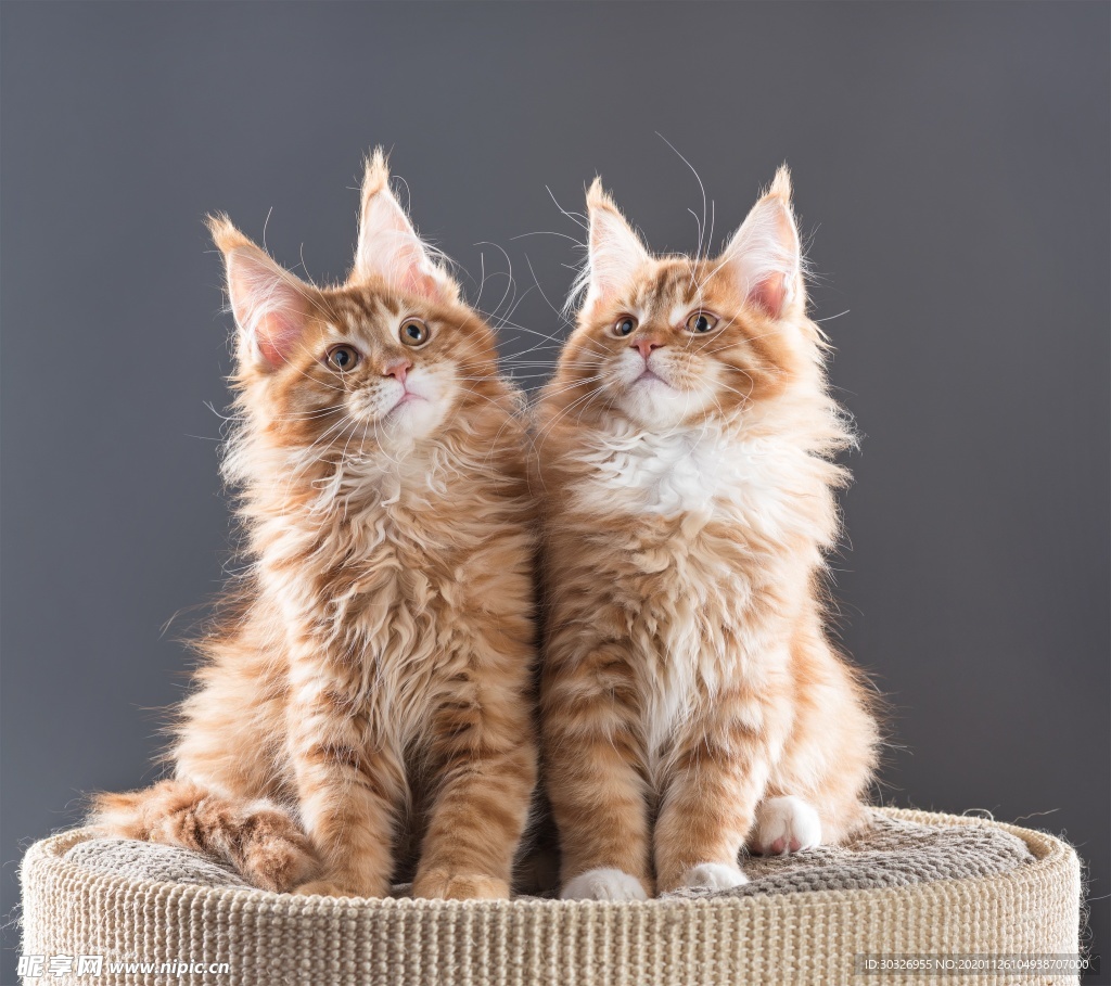 宠物猫