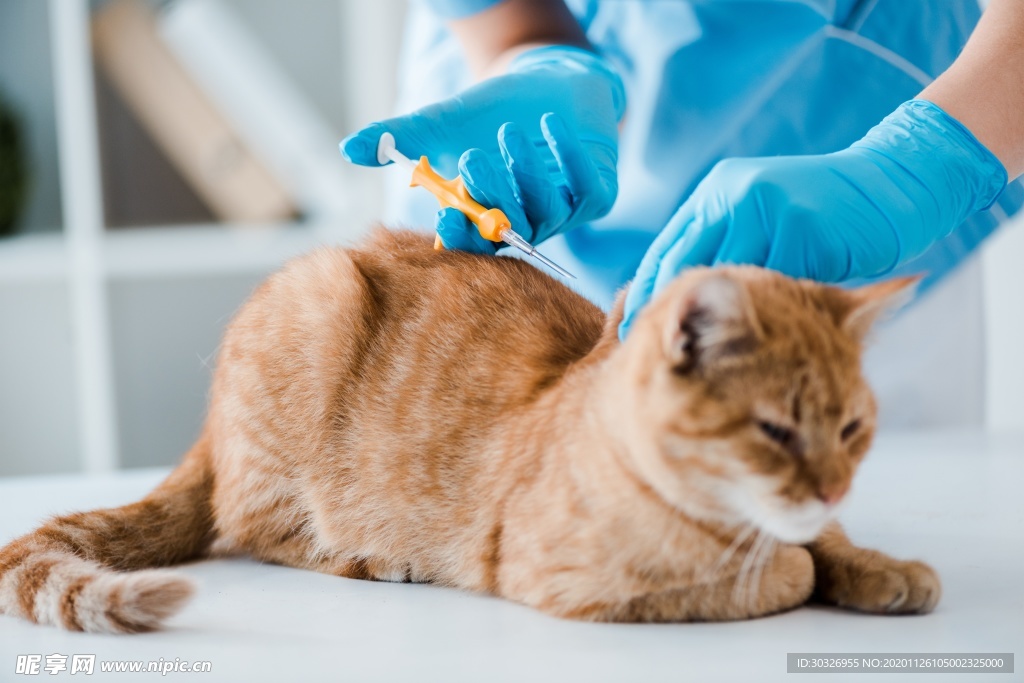 宠物猫
