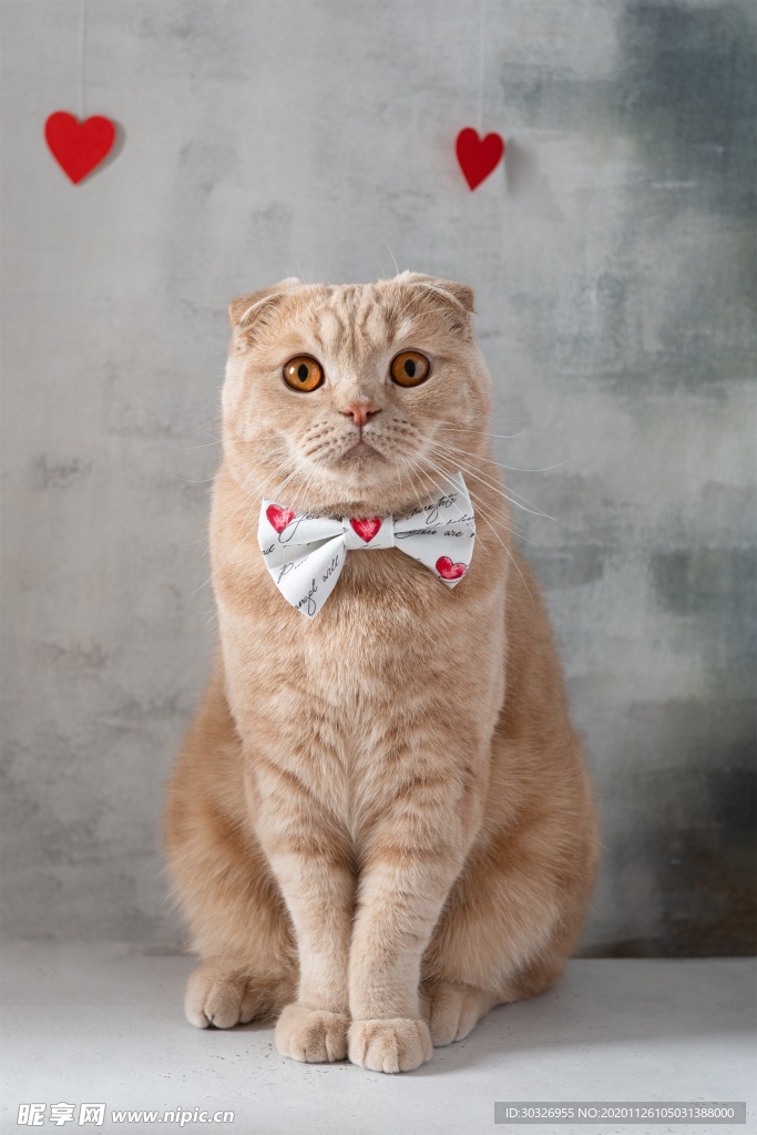 宠物猫