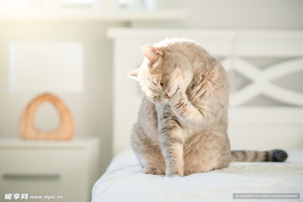 宠物猫