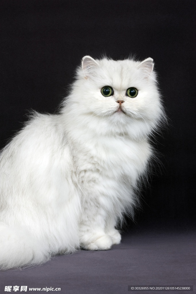 宠物猫