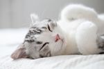 宠物猫
