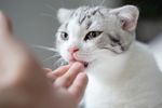 宠物猫