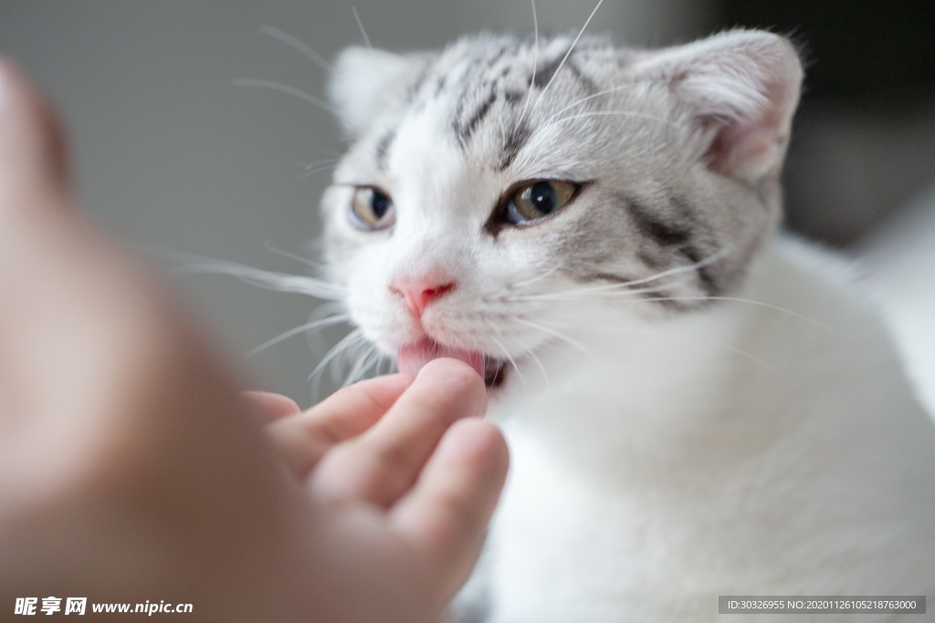 宠物猫