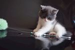 宠物猫