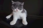 宠物猫