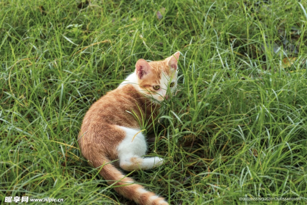 宠物猫