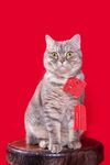 宠物猫