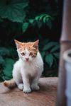 宠物猫