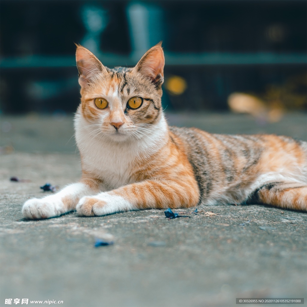 宠物猫