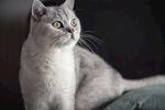 宠物猫