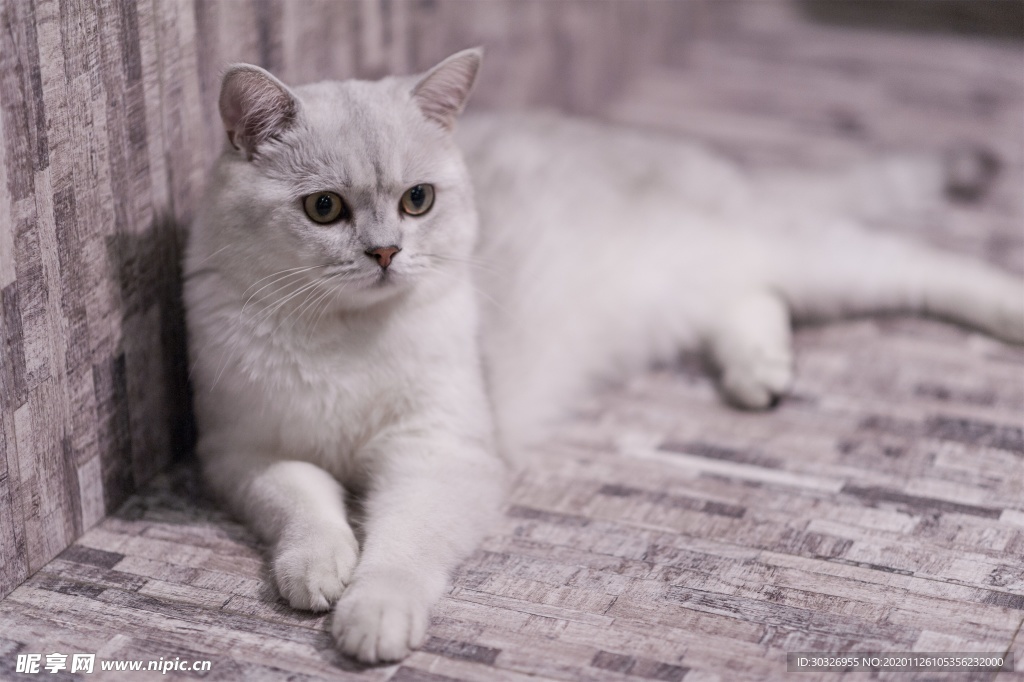 宠物猫