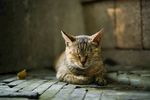 宠物猫