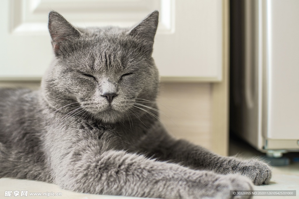 宠物猫