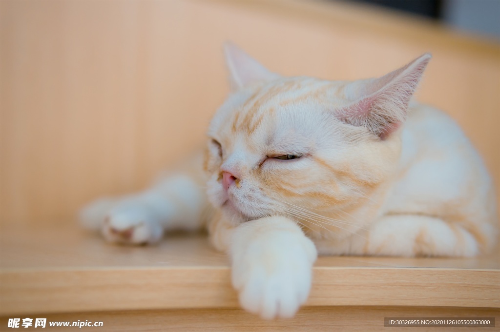 宠物猫