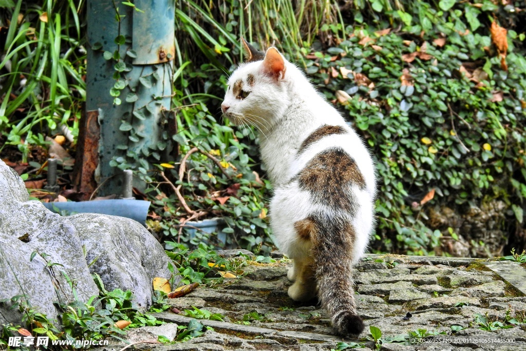 宠物猫