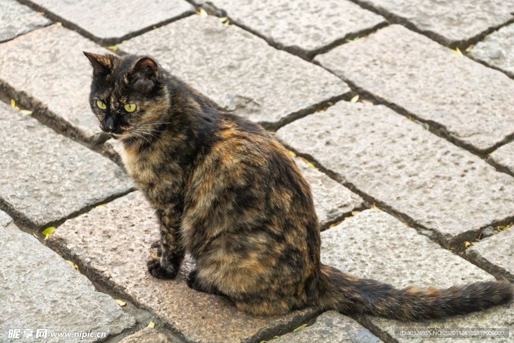 宠物猫
