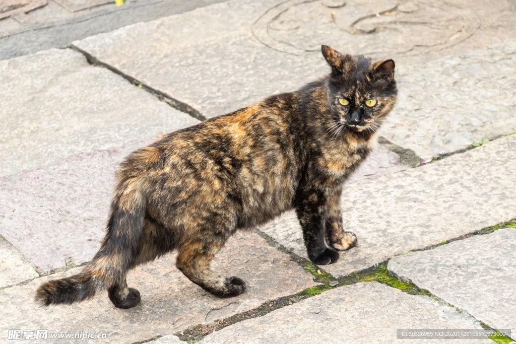宠物猫