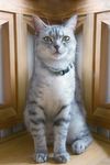 宠物猫
