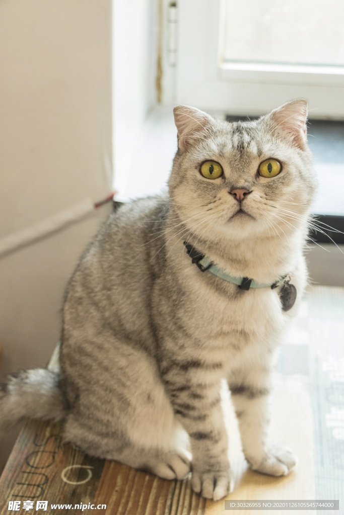 宠物猫