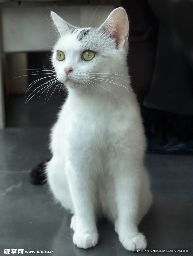 宠物猫