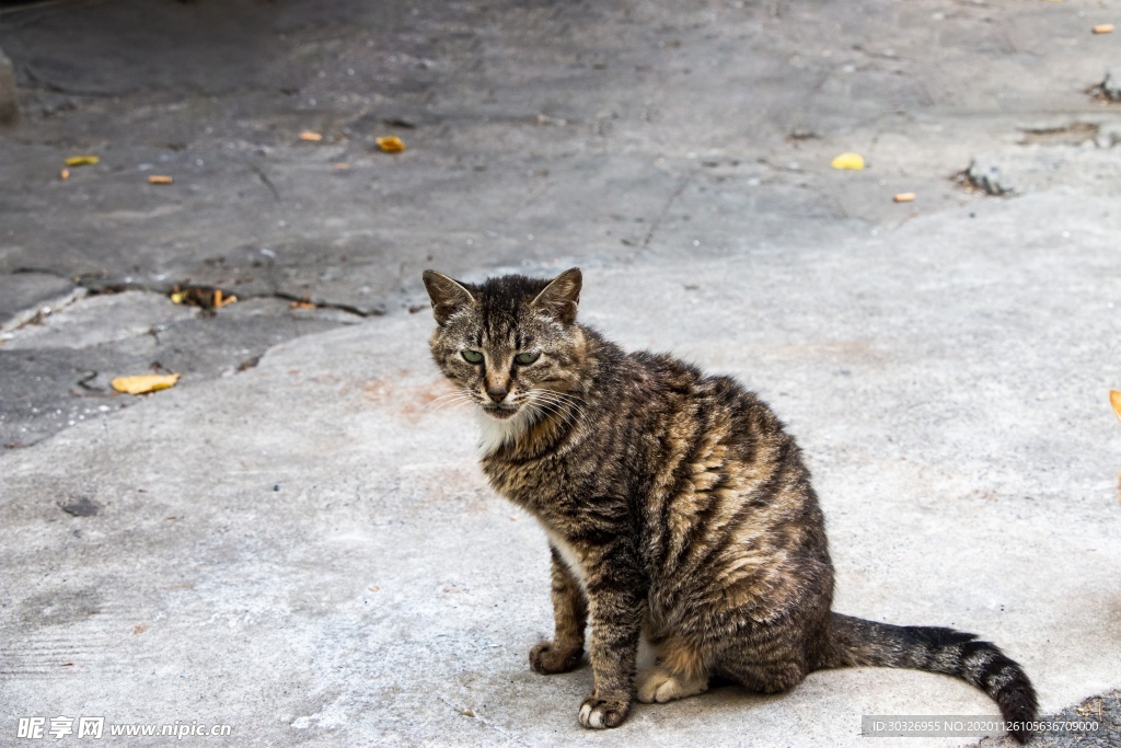 宠物猫