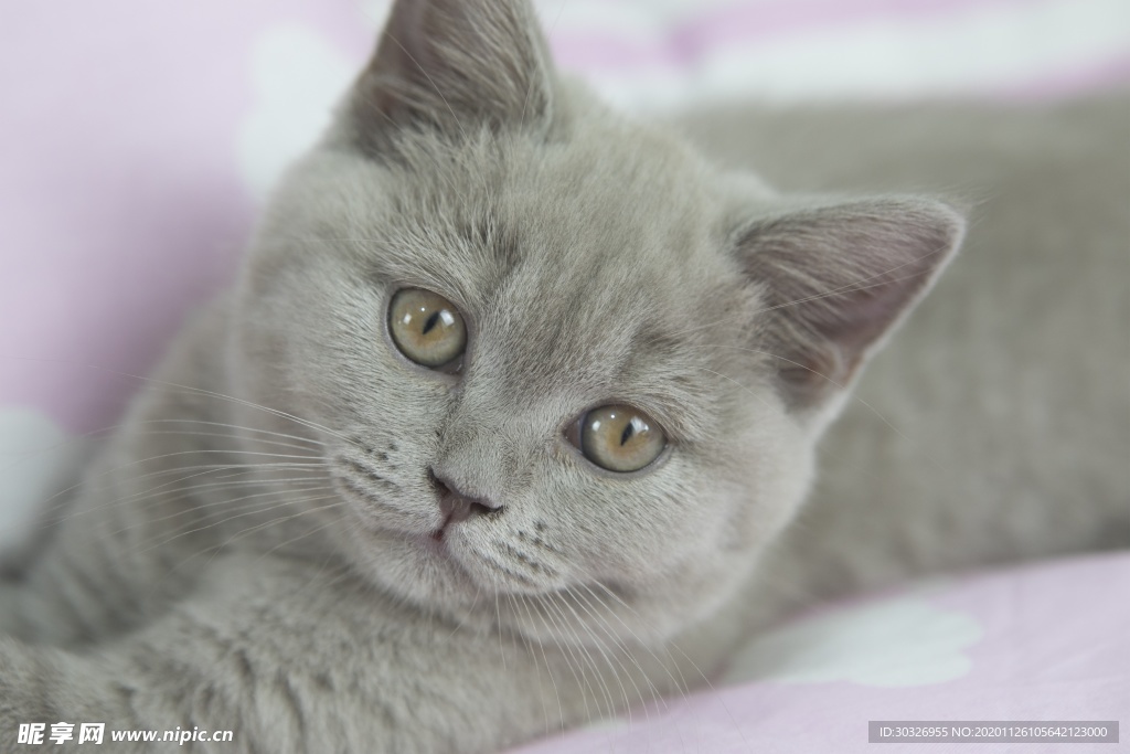 宠物猫