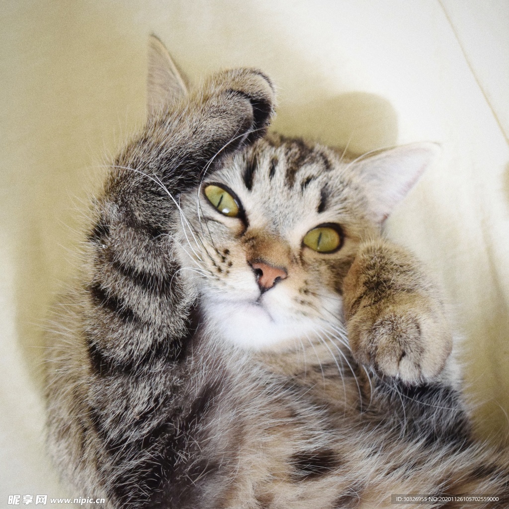 宠物猫