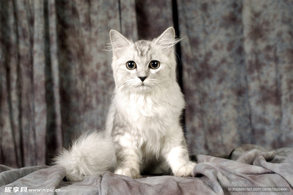 宠物猫