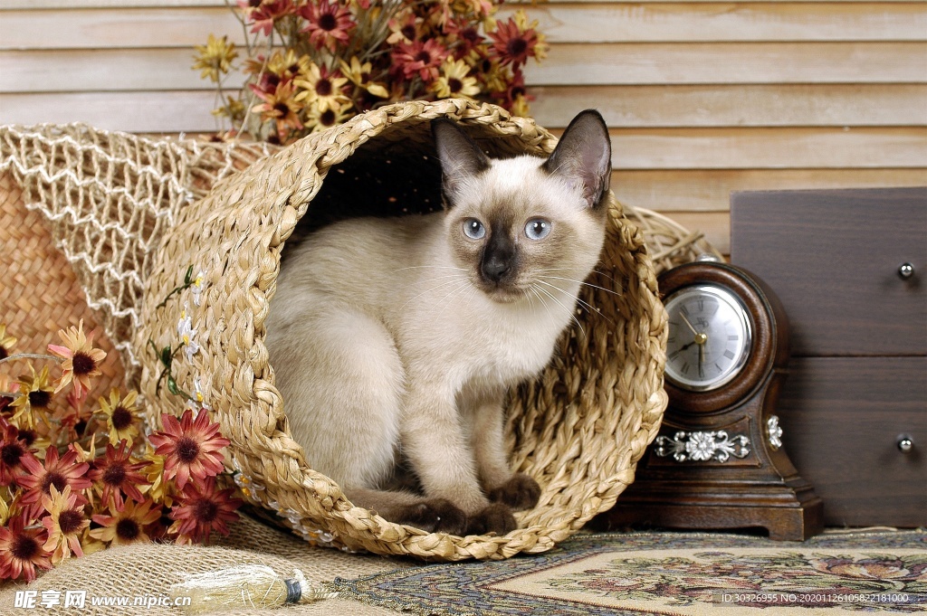 宠物猫