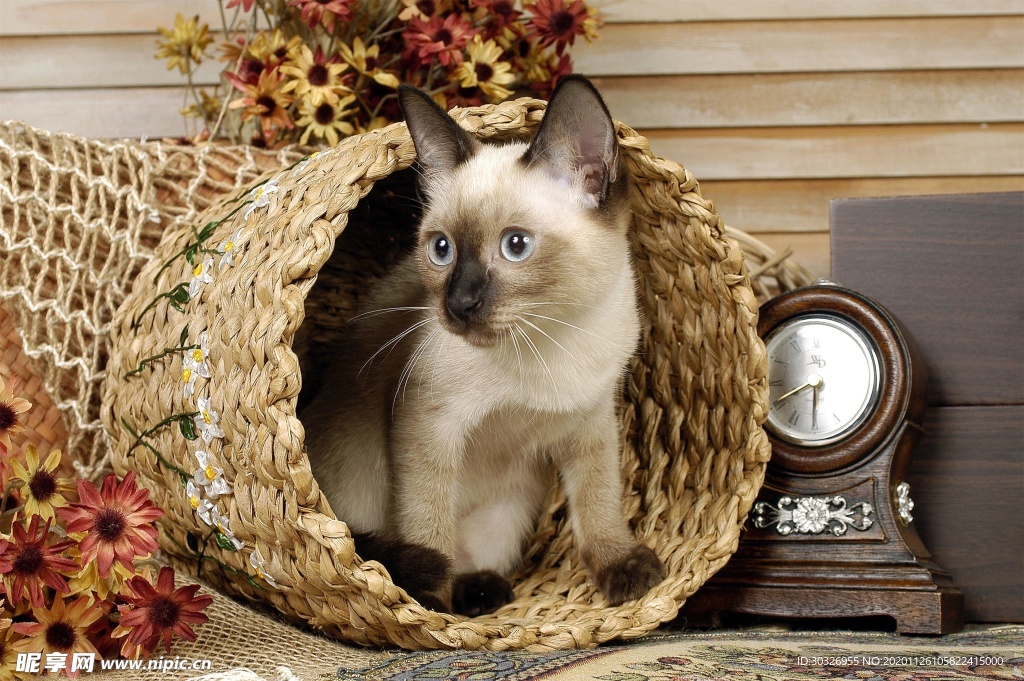 宠物猫