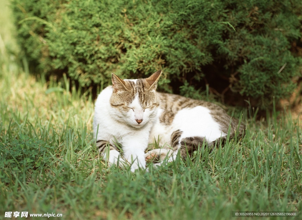 宠物猫