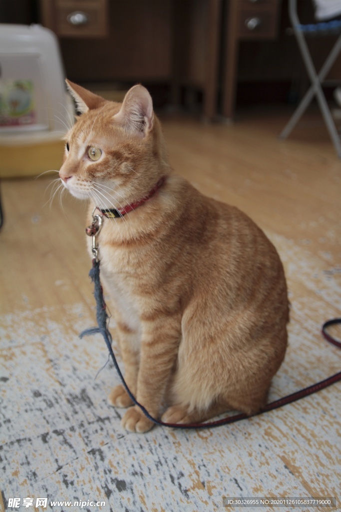 宠物猫