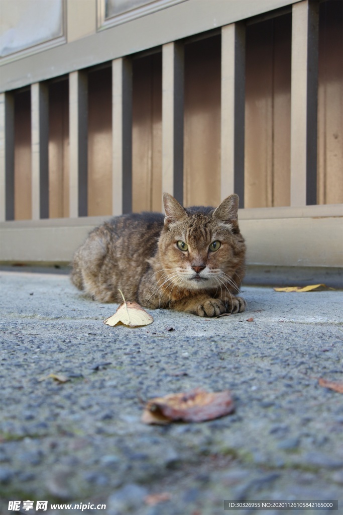 宠物猫