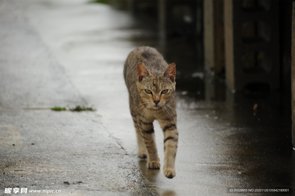 宠物猫