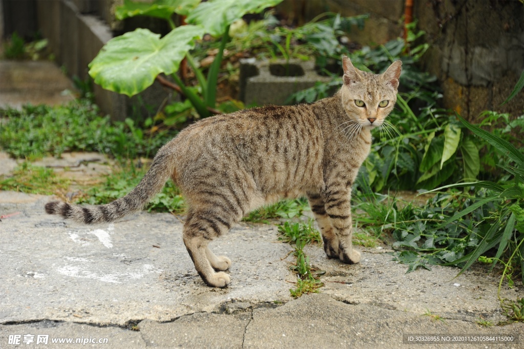 宠物猫