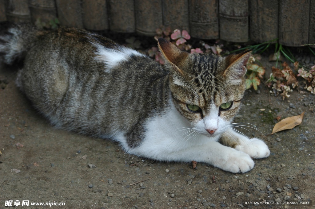 宠物猫