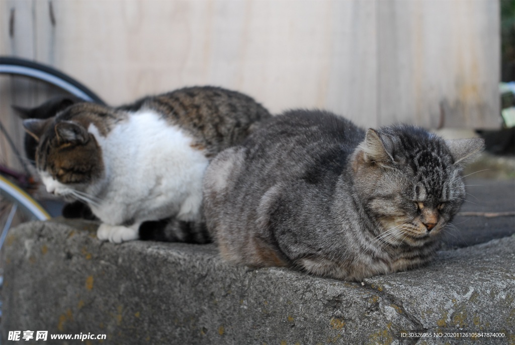 宠物猫