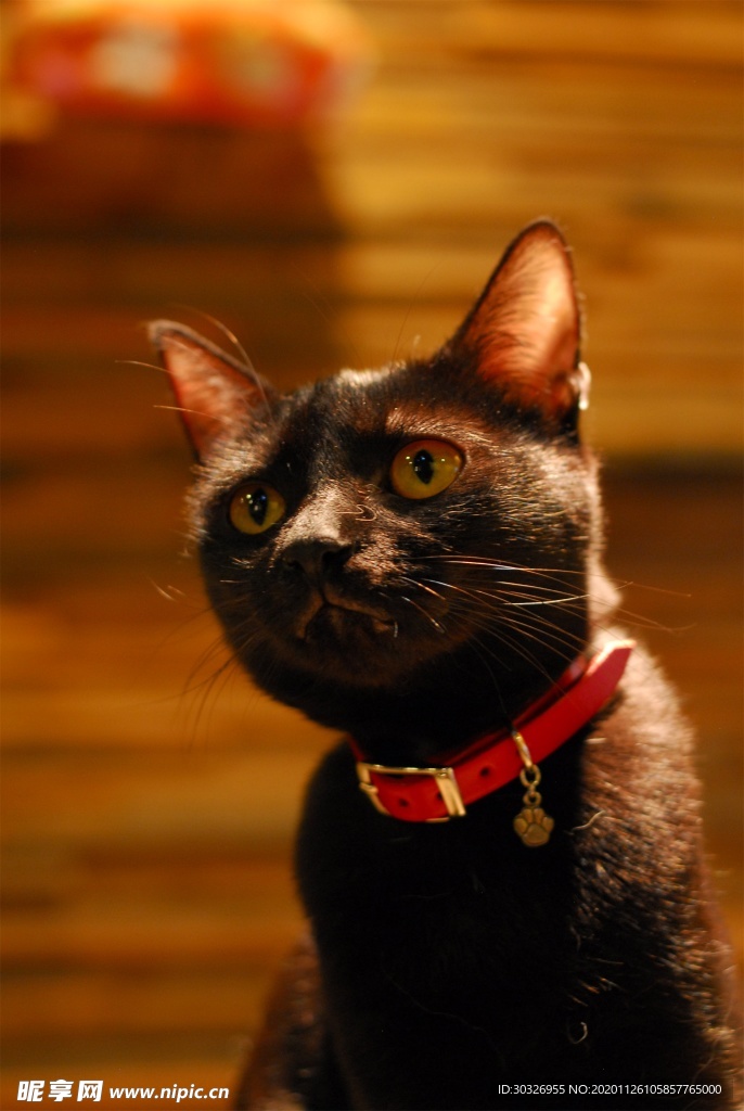 宠物猫